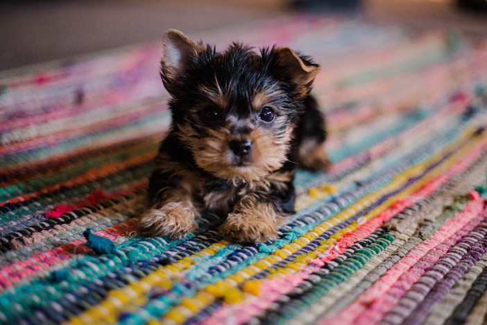 Cachorro perro toy en alfombra