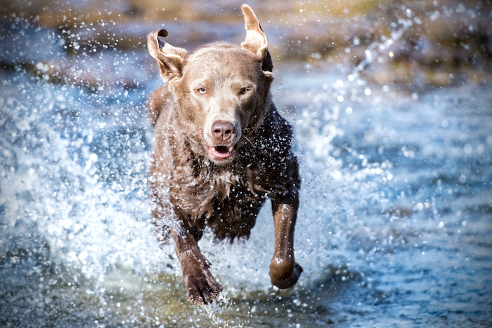 Perro jugando en agua blog Caservet