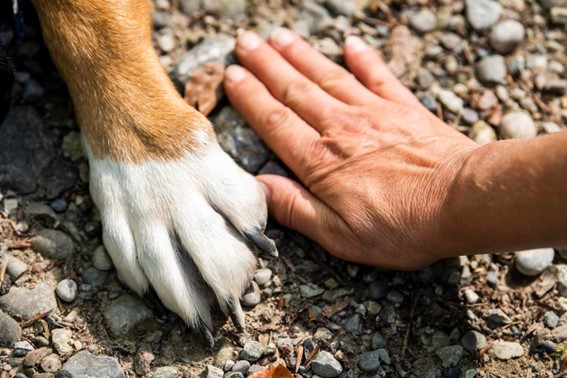 Mano de una persona y la pata de un perro