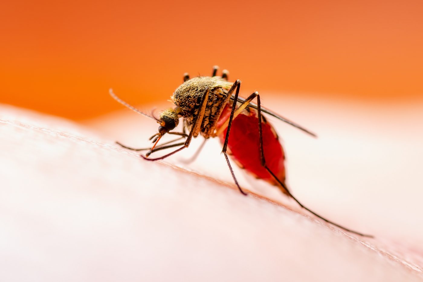 test leishmania