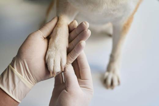 Veterinario revisando una espiga alojada en la pata de un perro