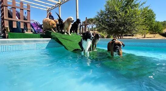 Perros entrando en la piscina de Furry Swimming en Madrid