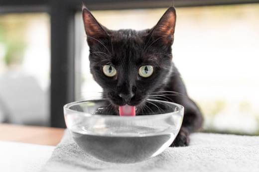 Gato bebiendo agua para refrescarse en verano