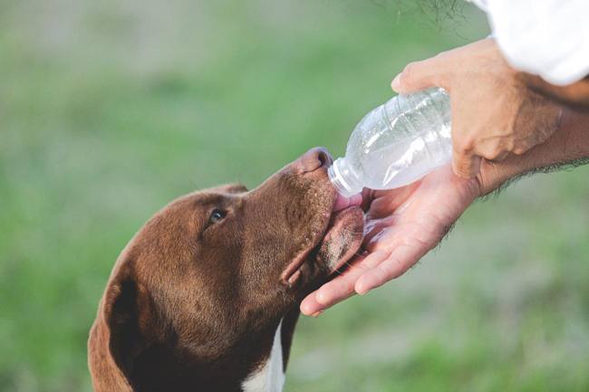 Perro bebiendo agua para prevenir un golpe de calor en verano