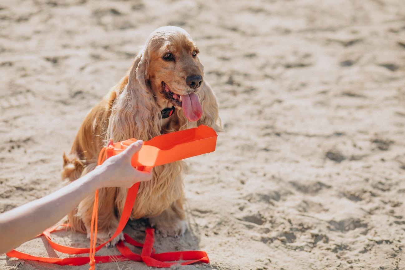 Perro en la arena con un juguete salvavidas durante una jornada de playa