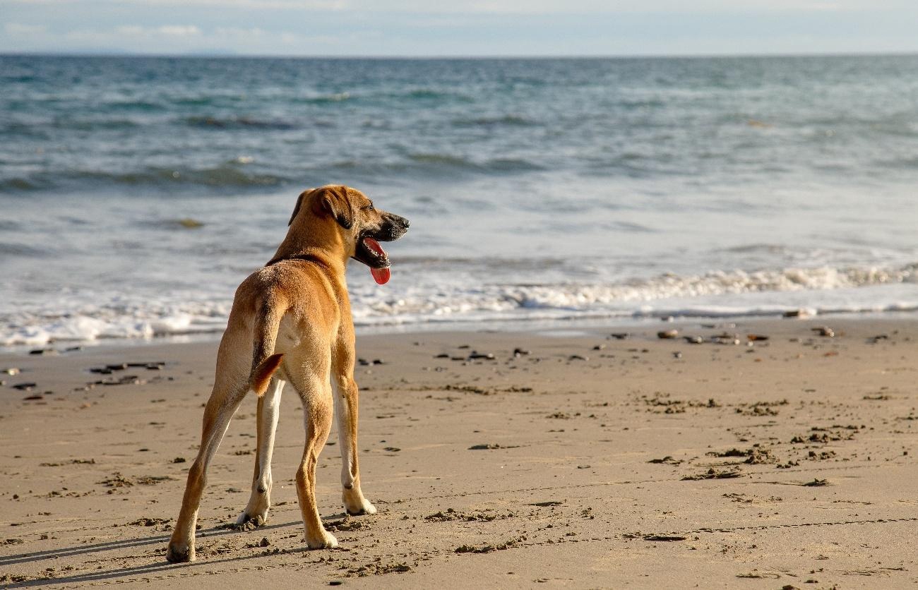 Perro disfrutando frente al mar en una playa para perros