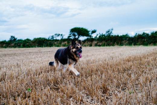 Perro corriendo por el campo en época de espigas