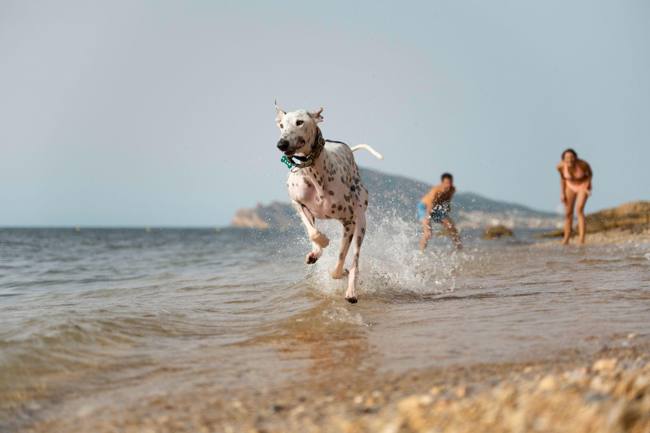 Perro corriendo por la orilla en una playa canina