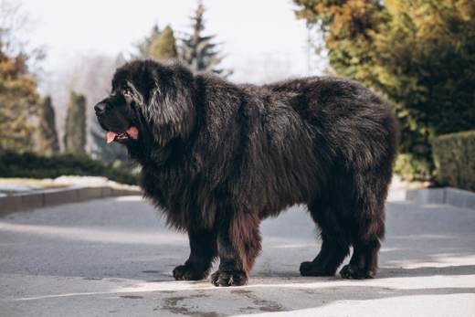 Perro de pelaje denso sensible a las altas temperaturas