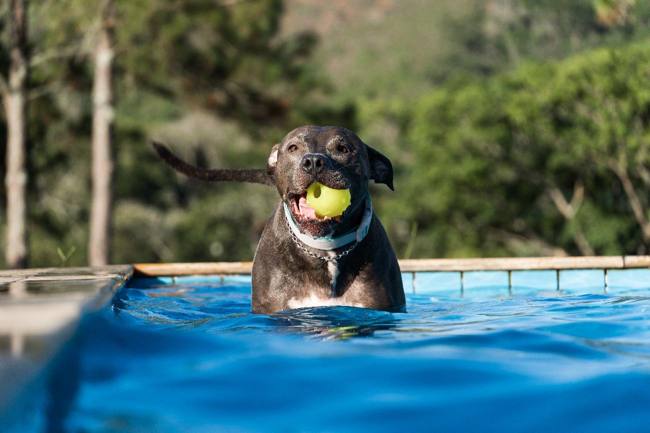 Perro en una piscina durante el verano