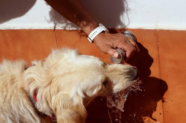 Perro recibiendo agua para refrescarse durante un día de calor