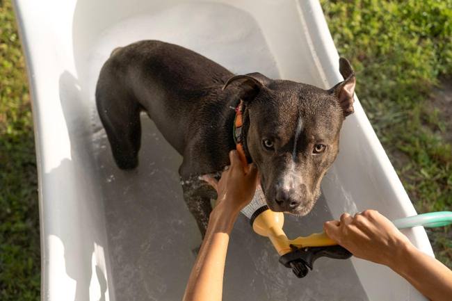 Perro refrescándose con agua en verano