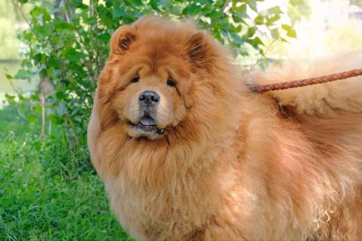 Chow Chow, una raza de perro sensible al calor