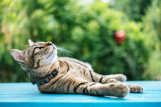 Gato descansando en una superficie fresca durante el verano