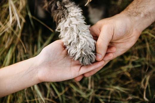 Revisión de la pata de un perro tras un paseo por zonas con espigas