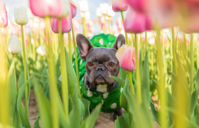 Alergias-primaverales-en-mascotas-(1)2
