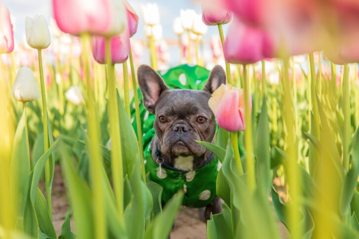 Alergias-primaverales-en-mascotas-(1)2