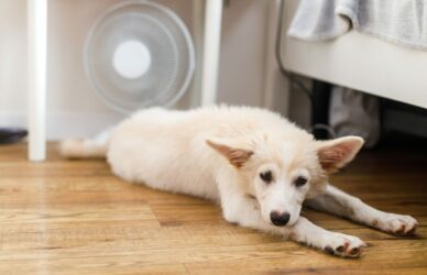 Golpe de calor en perros y gatos (1)-min