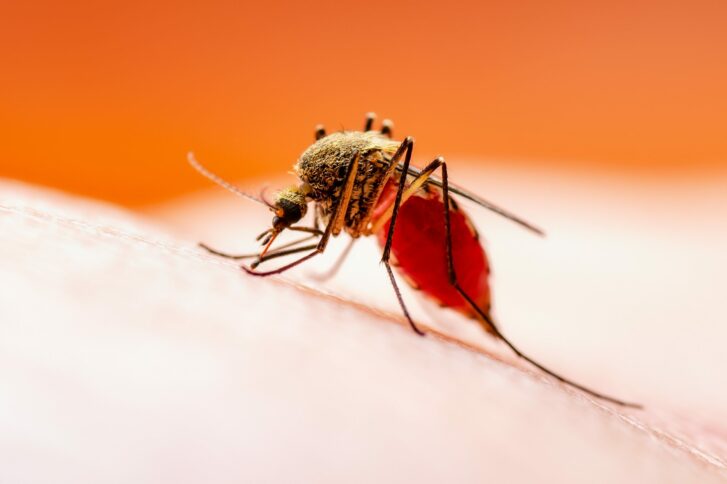 test leishmania