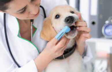 Vet cleaning dog teeth by finger brush