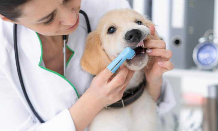 Vet cleaning dog teeth by finger brush