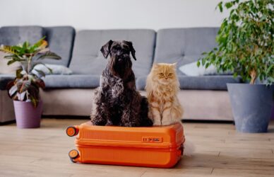 Travel concept with funny dog and cat sitting on suitcase. life with animals concept - wanderlust people traveling the world