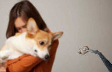 the doctor holds a tick with tweezers close-up, after removing it from a dog, treating the animal for a tick