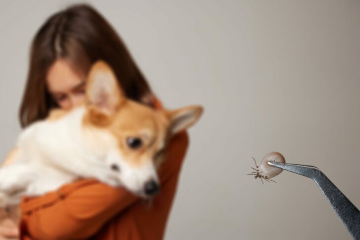 the doctor holds a tick with tweezers close-up, after removing it from a dog, treating the animal for a tick