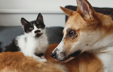 cute kitty and golden dog playing on bed with pillows in stylish room. adorable black and white kitten and puppy with funny emotions having fun on blanket. cozy home, friends
