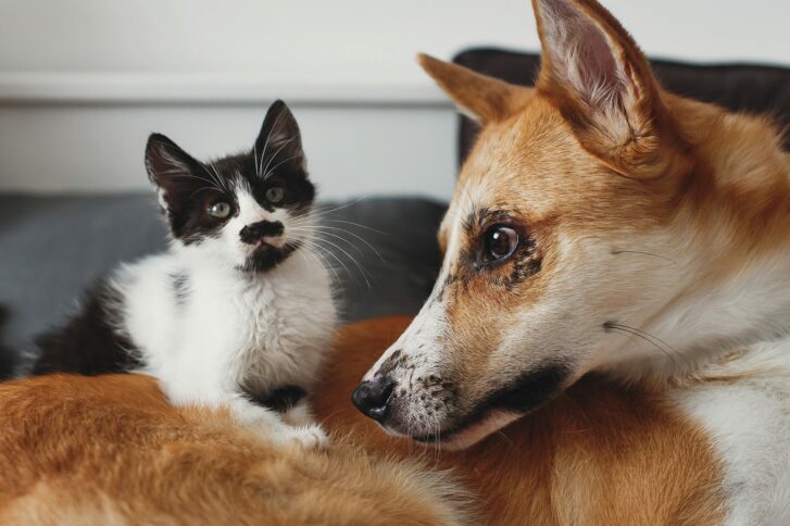 cute kitty and golden dog playing on bed with pillows in stylish room. adorable black and white kitten and puppy with funny emotions having fun on blanket. cozy home, friends