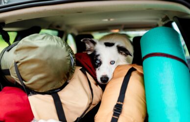 Viajes con mascotas (1)-min