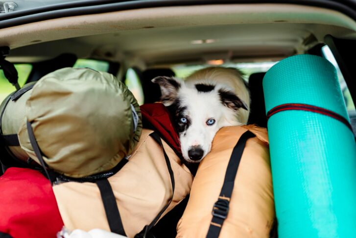 Viajes con mascotas (1)-min