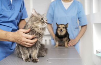 Imagen de veterinarios con mascotas