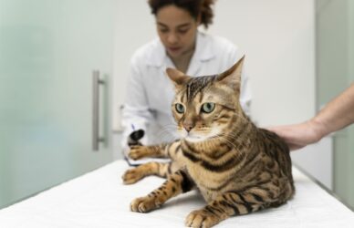 Gato en una clínica