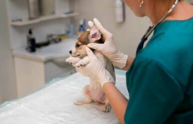 close-up-veterinarian-taking-care-dog (2) (1)