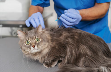 close-up-veterinary-doctor-taking-care-pet