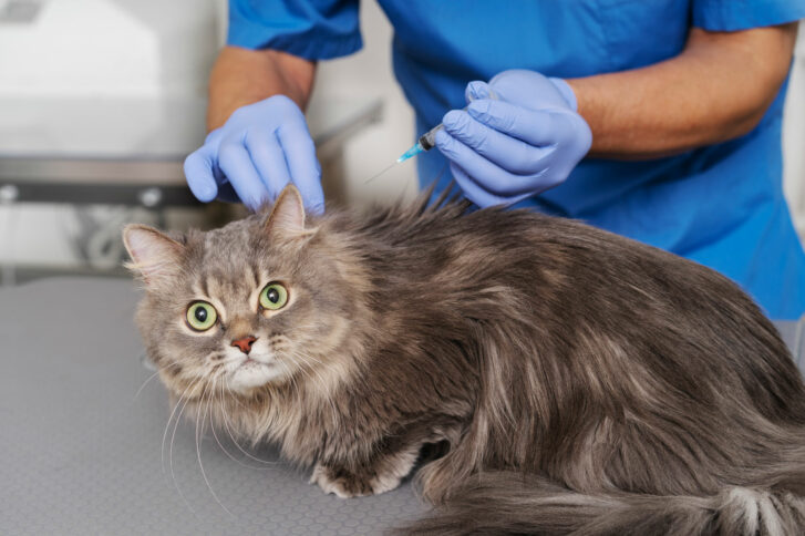 close-up-veterinary-doctor-taking-care-pet