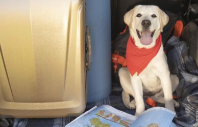 Perro viajando