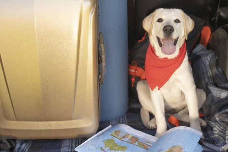Perro viajando