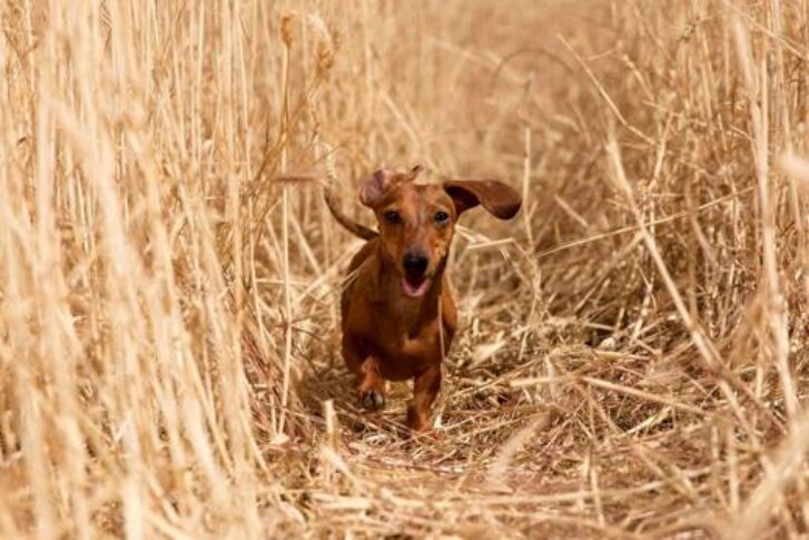 Perro caminando entre espigas secas en el campo