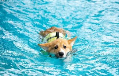 Perro nadando en una piscina para perros en Madrid