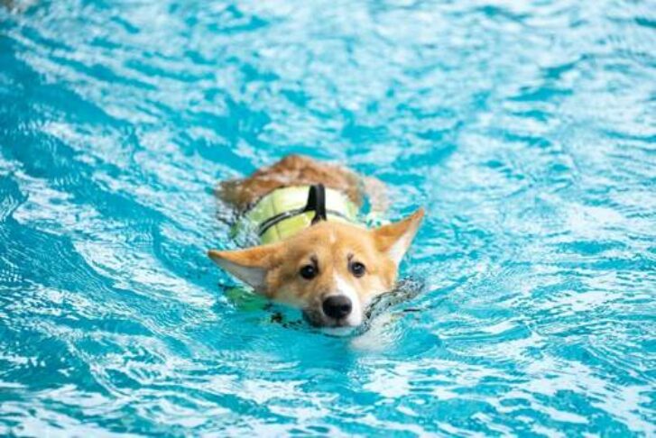 Perro nadando en una piscina para perros en Madrid
