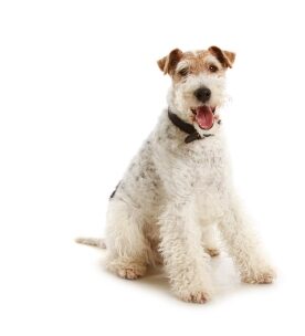 plan de salur para los perros