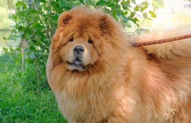 Chow Chow, una raza de perro sensible al calor