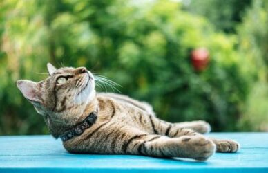Gato descansando en una superficie fresca durante el verano