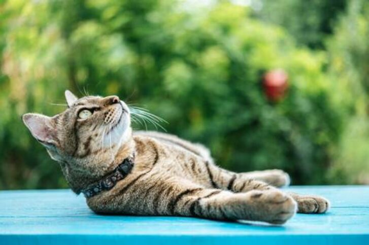 Gato descansando en una superficie fresca durante el verano
