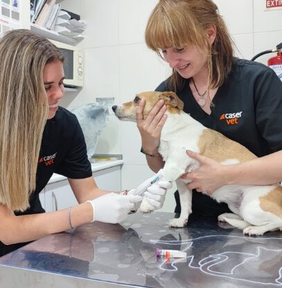 servicio veterinario de la máxima calidad,servicio veterinario de la máxima calidad